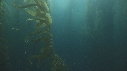 KELP