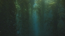KELP