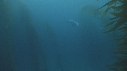 KELP, LION DE MER