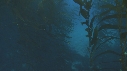 KELP