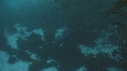 KELP, PHOQUE