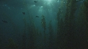 KELP, POISSONS