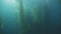 KELP, POISSONS