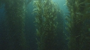 KELP, POISSONS