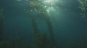 KELP