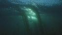 KELP