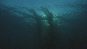 KELP
