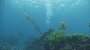 OTARIES, KELP, PLONGEUR