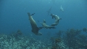 OTARIES, KELP
