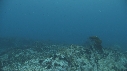 OTARIES, KELP