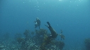 OTARIES, KELP