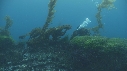 KELP, PLONGEUR