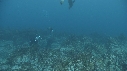 OTARIES, KELP, PLONGEUR