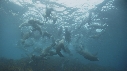OTARIES, KELP