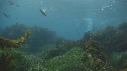 OTARIES, KELP, PLONGEUR