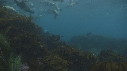 OTARIES, KELP, PLONGEUR