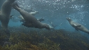 OTARIES, KELP, PLONGEUR