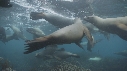 OTARIES, KELP