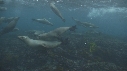 OTARIES, KELP