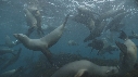 OTARIES, KELP