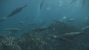 OTARIES, KELP, PLONGEUR