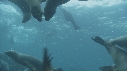 OTARIES, KELP