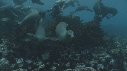 OTARIES, KELP