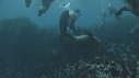 OTARIES