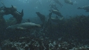 OTARIES, KELP