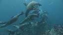 OTARIES, PLONGEUR