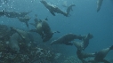 OTARIES