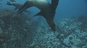 OTARIES
