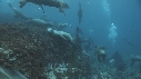 OTARIES