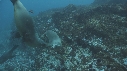 OTARIES
