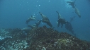 OTARIES