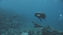 OTARIES, KELP