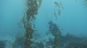 KELP, OTARIES, PLONGEURS