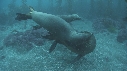 KELP, OTARIES, PLONGEURS