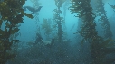 KELP, OTARIES