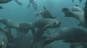 KELP, OTARIES