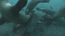 KELP, OTARIES