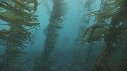 KELP, OTARIES, PLONGEURS