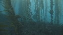 KELP, OTARIES, PLONGEURS