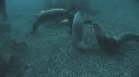 KELP, OTARIES, SABLE GRIS