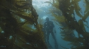 KELP, OTARIES, PLONGEURS
