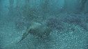 KELP, OTARIES