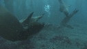 KELP, OTARIES