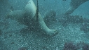 KELP, OTARIES