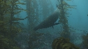 KELP, OTARIES