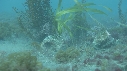 BLENNIES